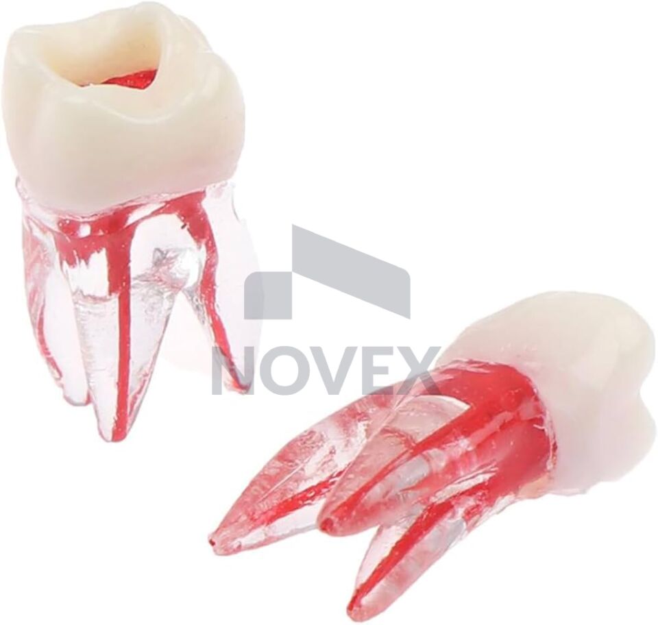 Kanal Tedavisi Eğitim Diş Modelleri